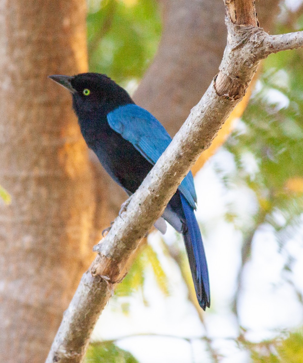 ヌレバカケス - ML645617591