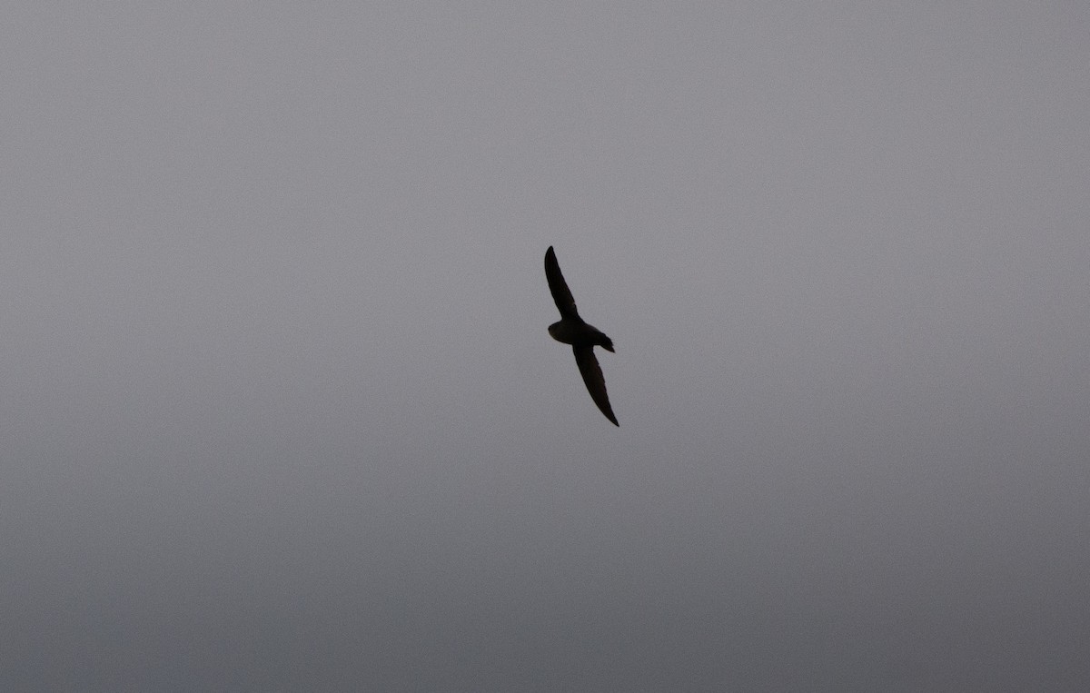 Chimney Swift - ML645617594