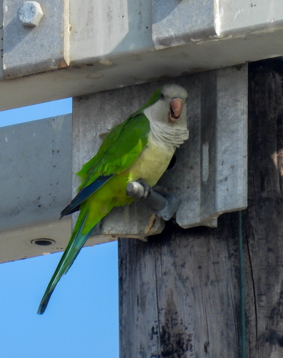 Mönchssittich - ML645617608