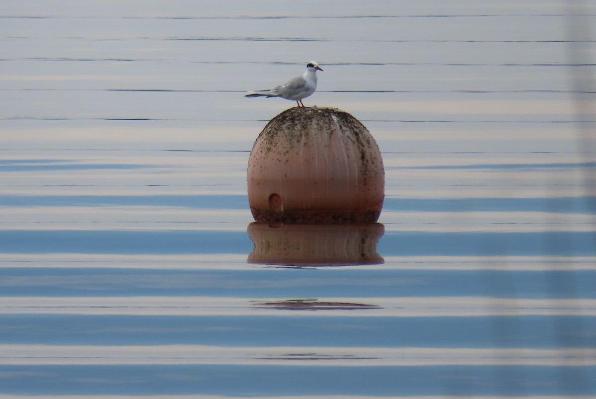 Forster's Tern - ML645617609