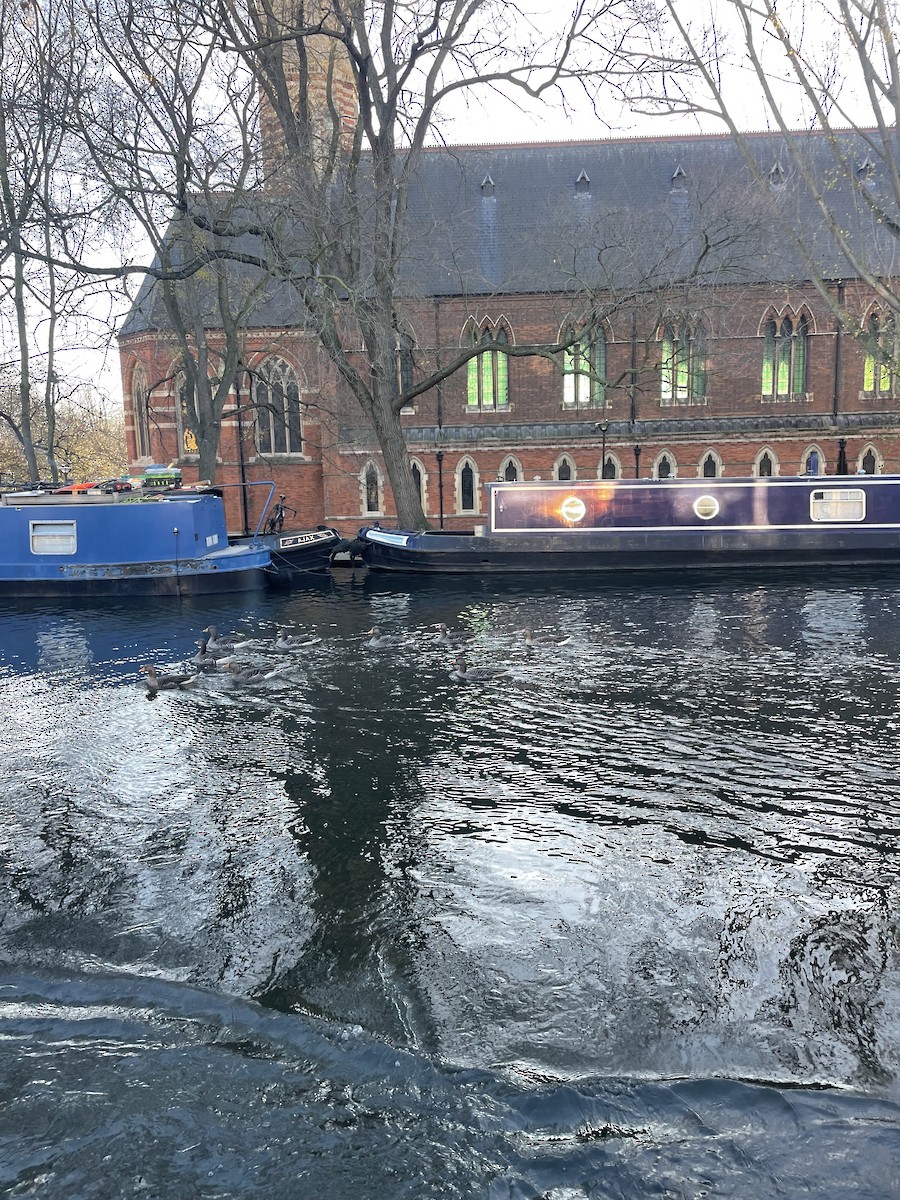 Graylag Goose - ML645617610