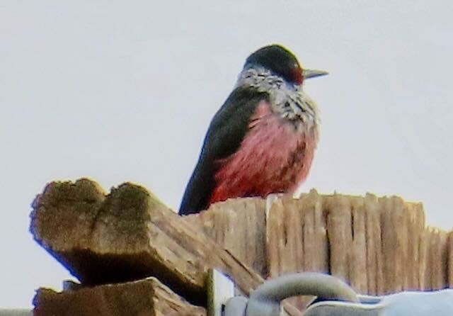 Blutgesichtspecht - ML645617612