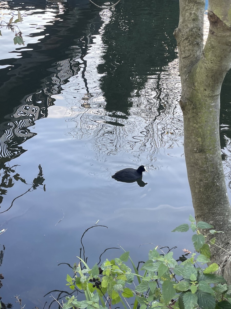 Eurasian Coot - ML645617614