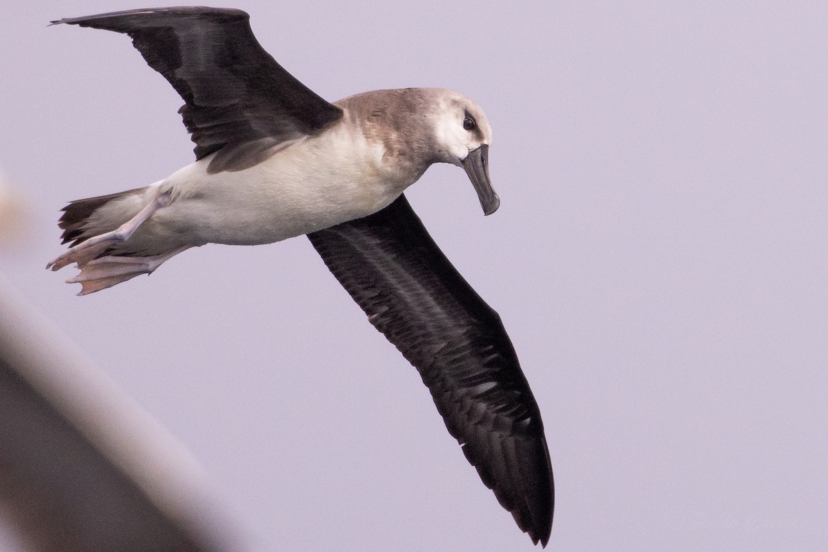 Boz Başlı Albatros - ML645617619