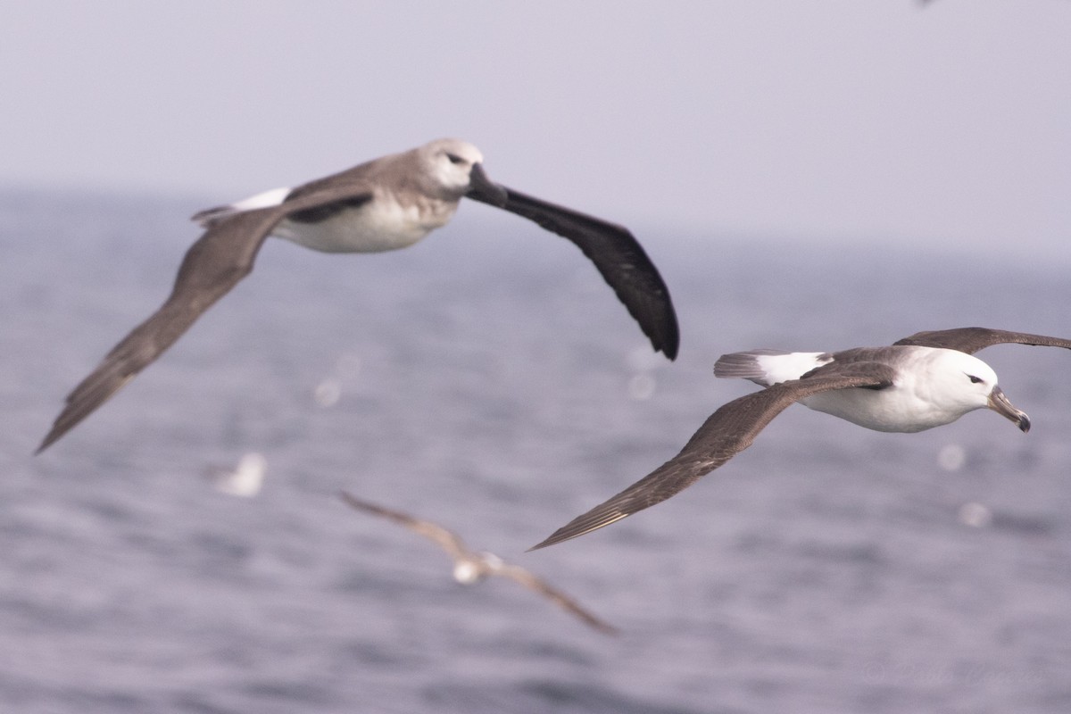 Boz Başlı Albatros - ML645617620