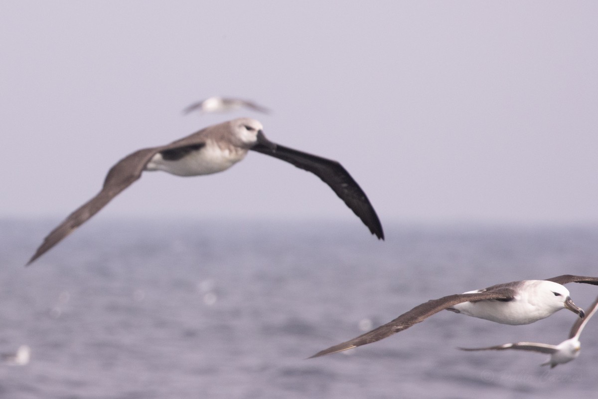 Boz Başlı Albatros - ML645617621