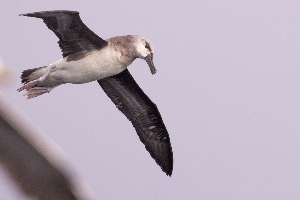 Boz Başlı Albatros - ML645617622