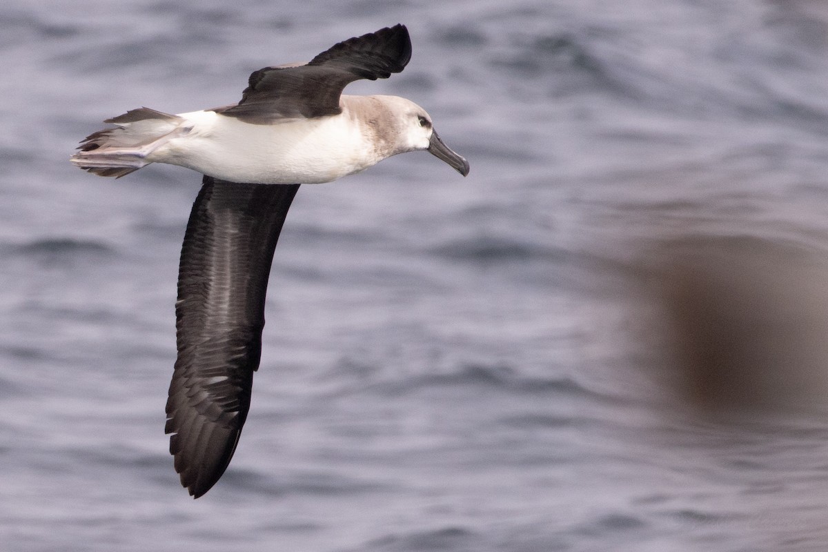 Boz Başlı Albatros - ML645617623