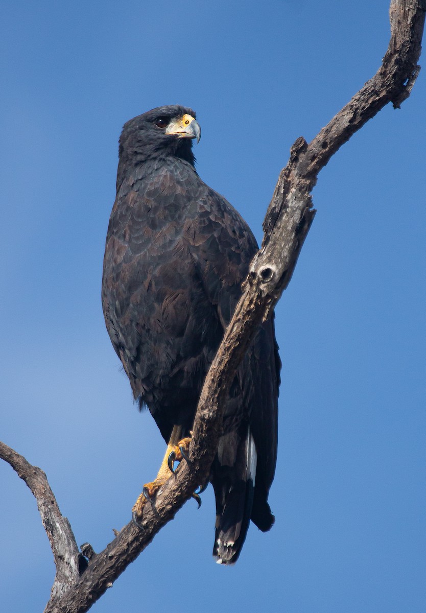 Great Black Hawk - ML645617634