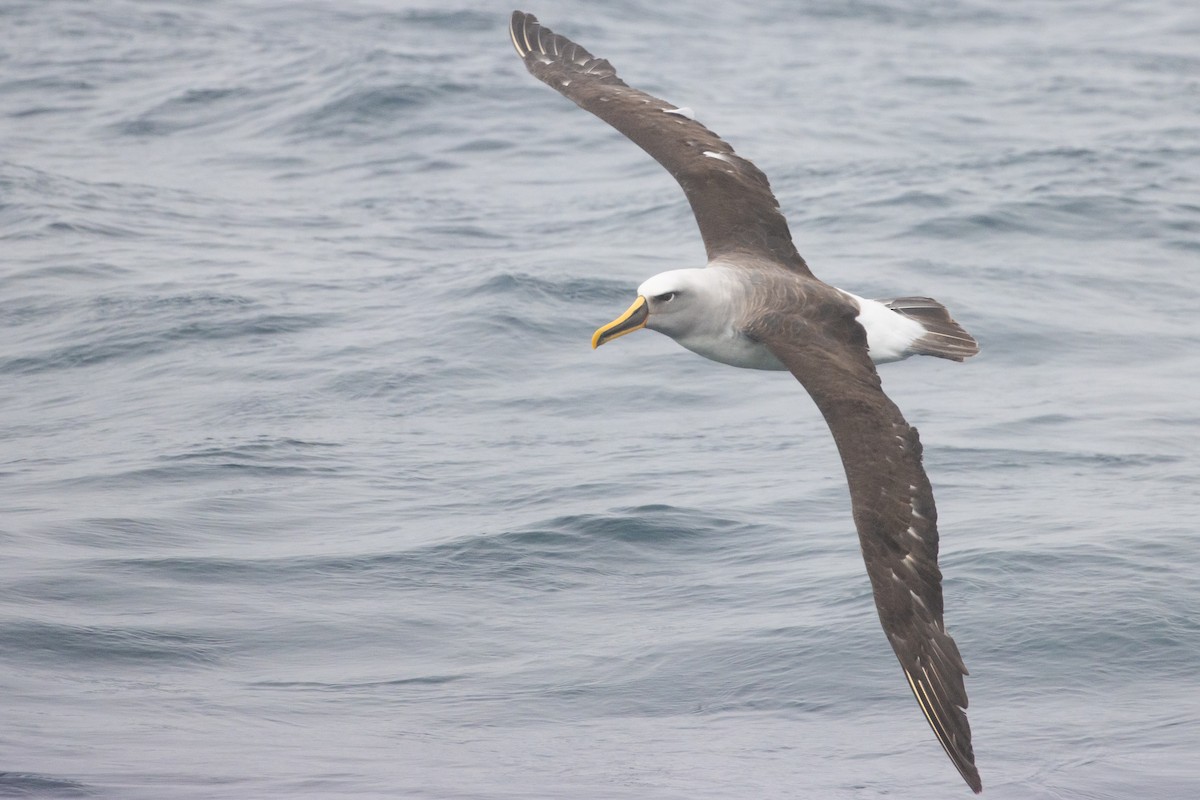 Buller's Albatross - ML645617635
