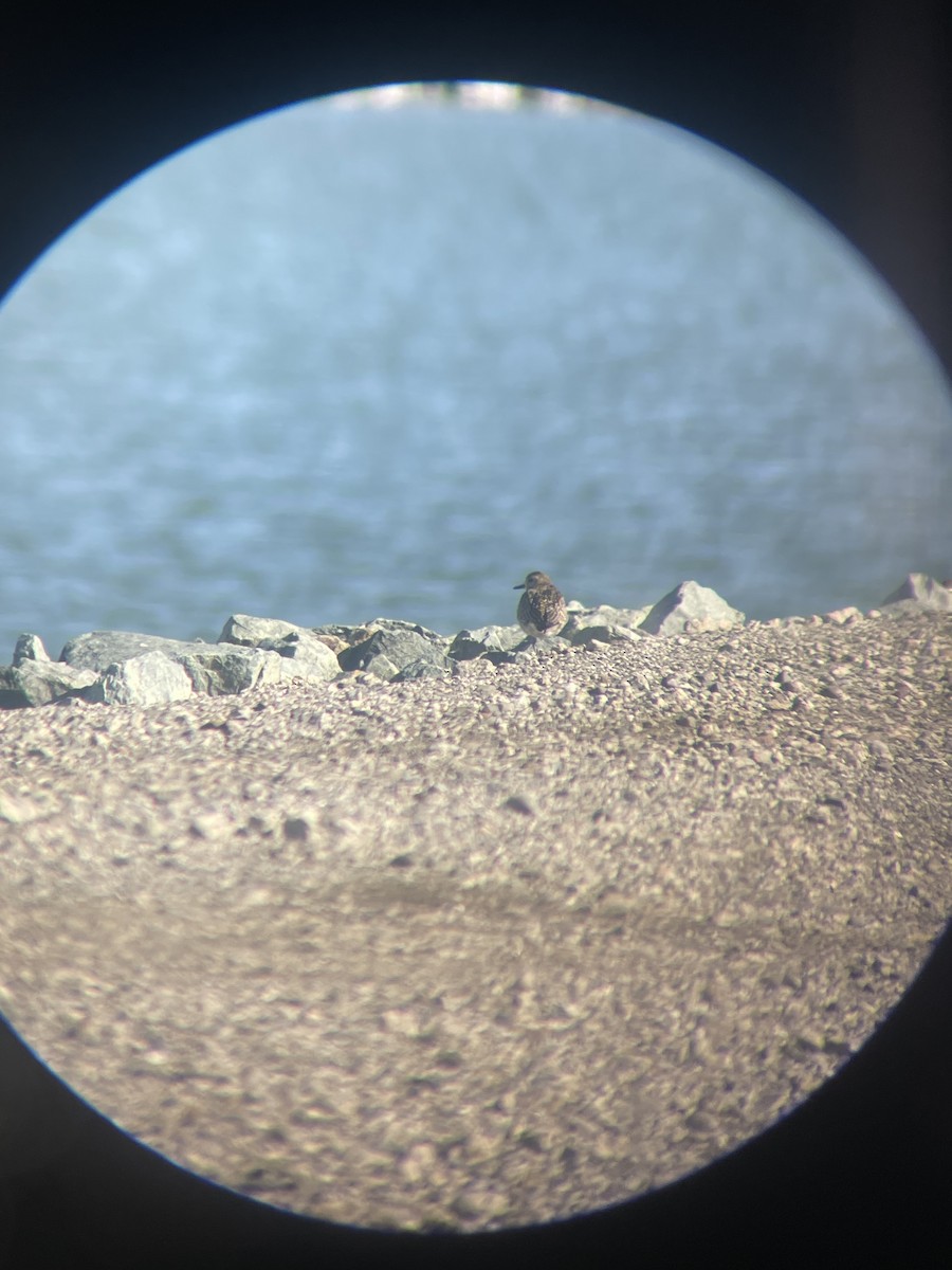 Pacific Golden-Plover - ML645617642