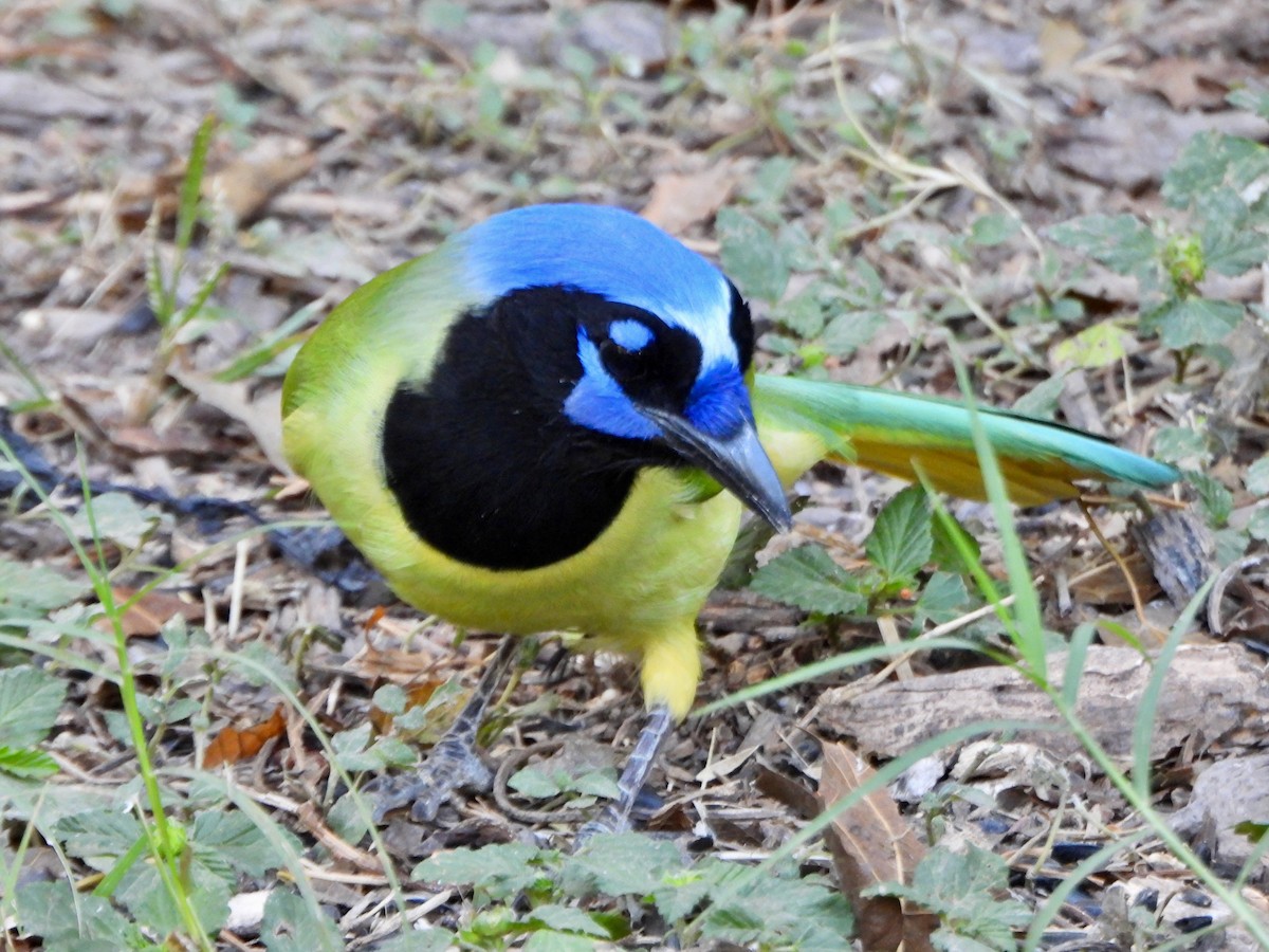 sojka zelenavá [skupina luxuosus] - ML645617643