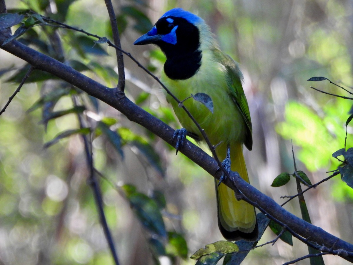 sojka zelenavá [skupina luxuosus] - ML645617651