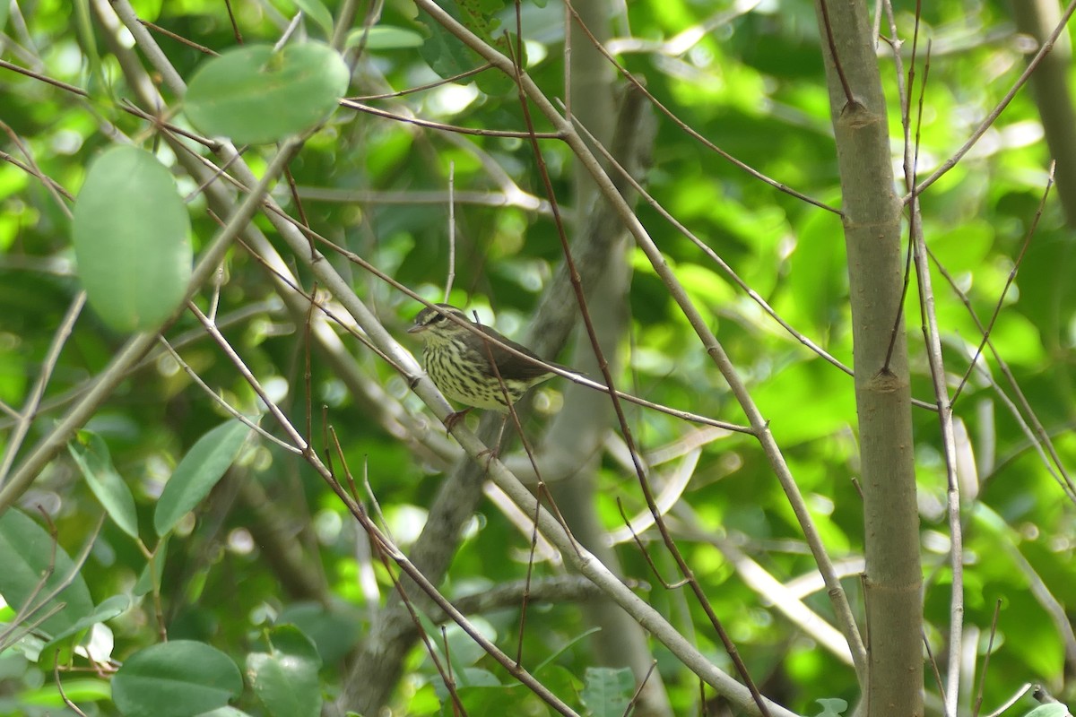 Northern Waterthrush - ML645617661
