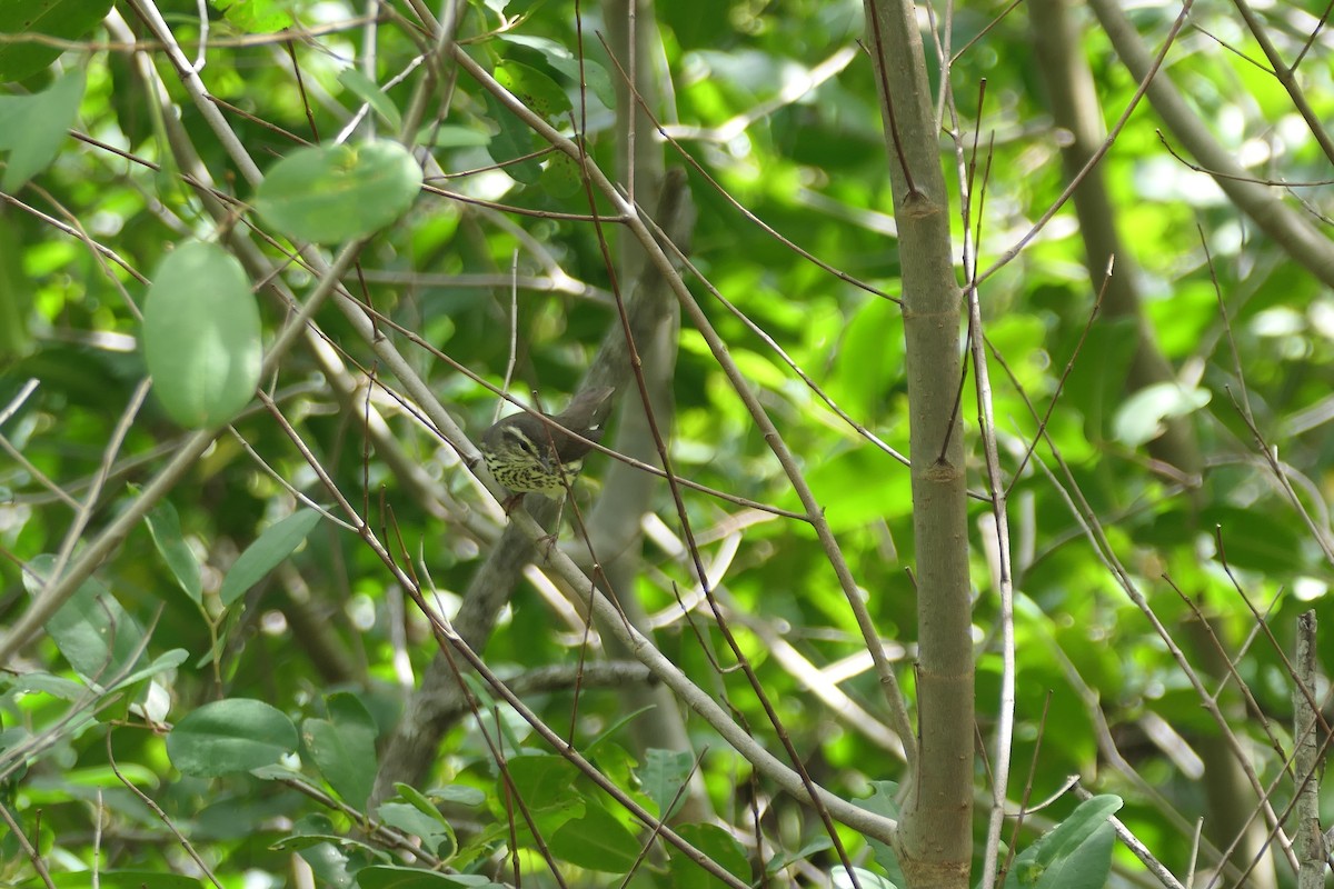 Northern Waterthrush - ML645617662