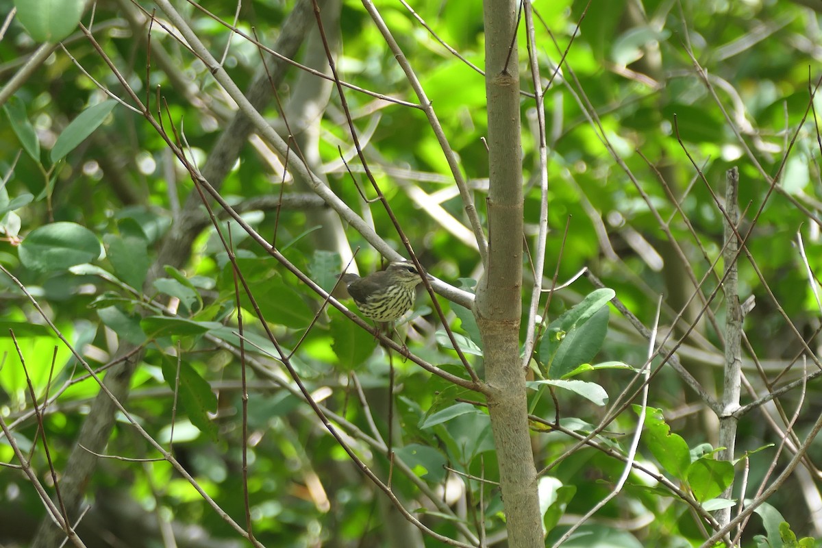 Northern Waterthrush - ML645617663