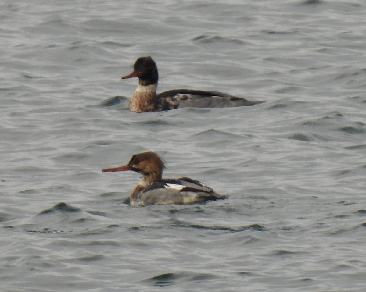 紅胸秋沙 - ML645617664