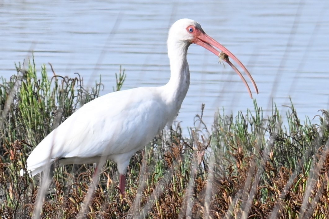 Белый ибис - ML645617666