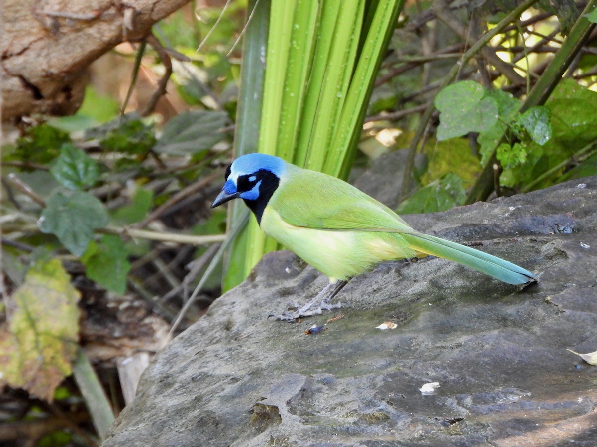 sojka zelenavá [skupina luxuosus] - ML645617669