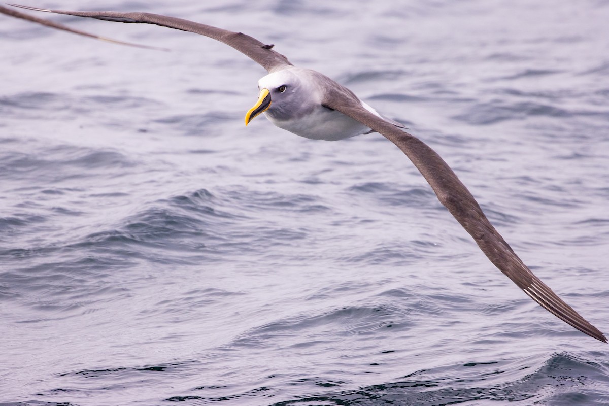 Buller's Albatross - ML645617677