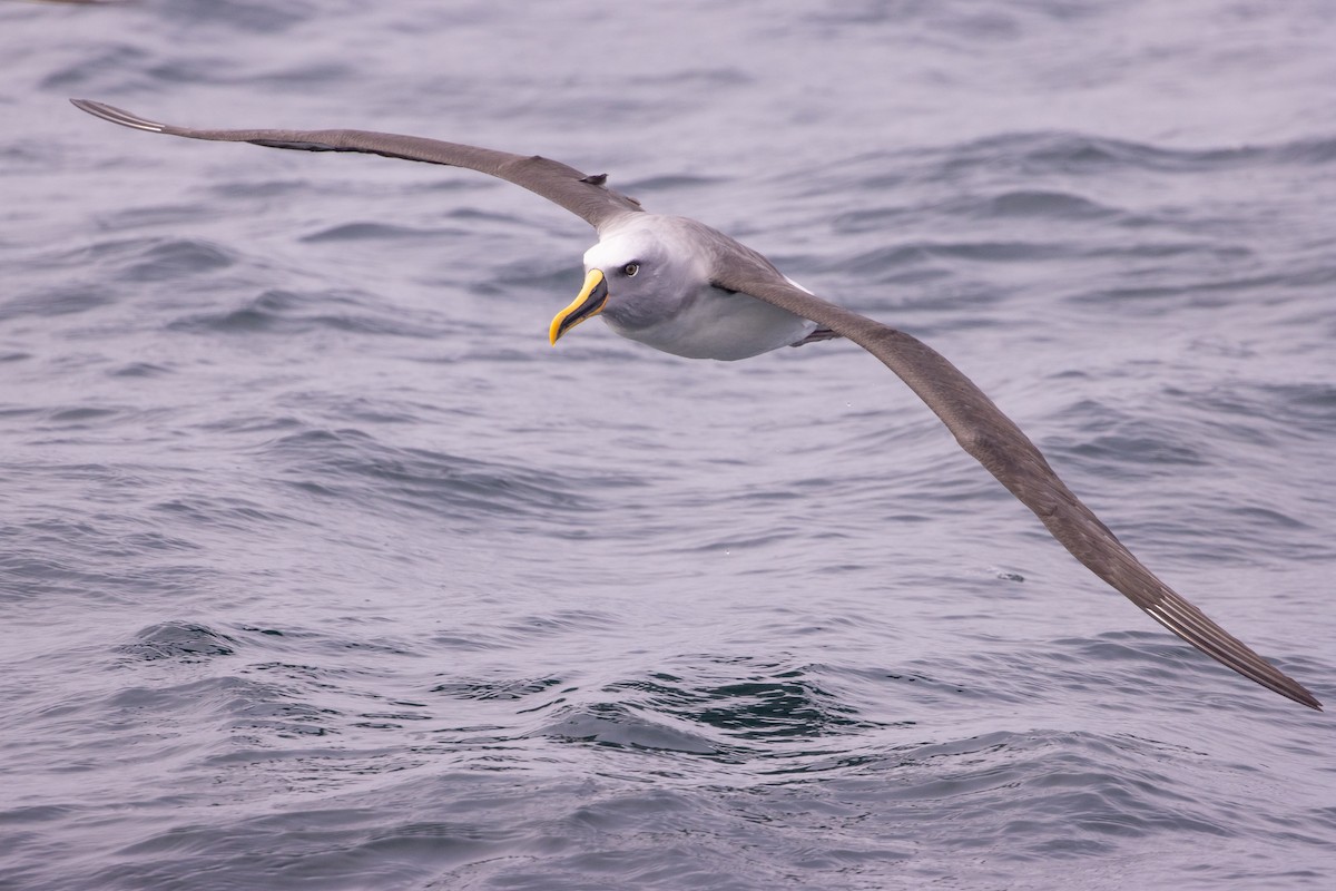 Buller's Albatross - ML645617678