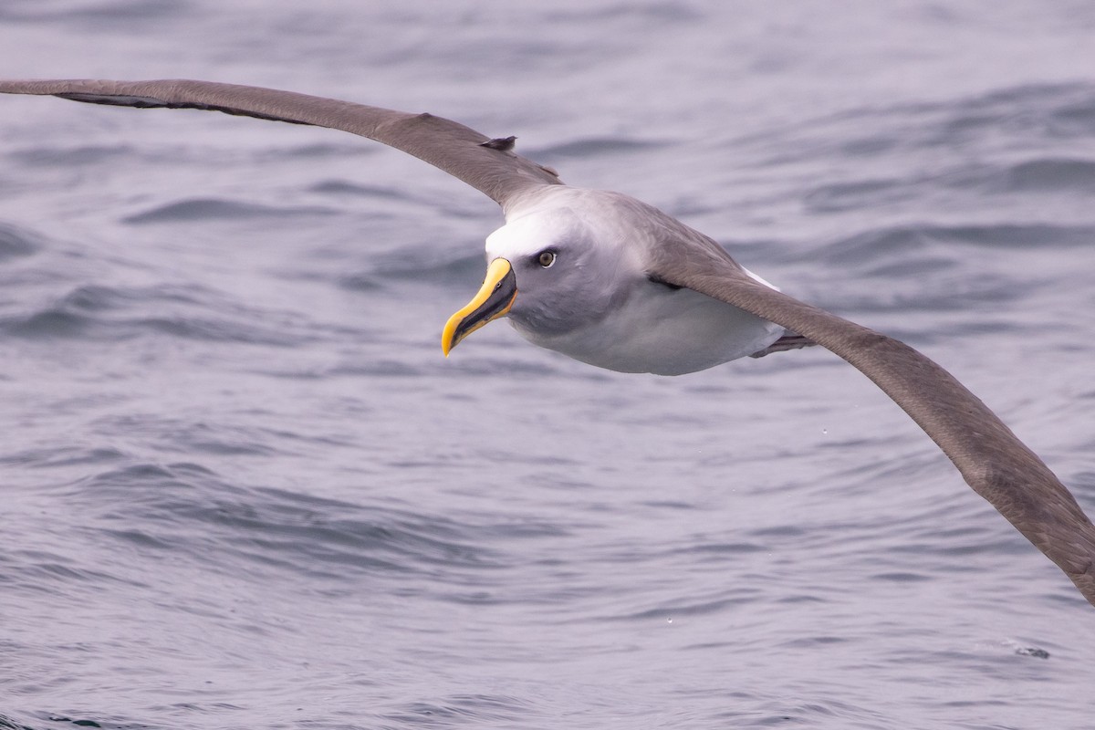 Buller's Albatross - ML645617679