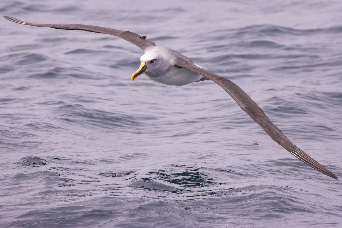Buller's Albatross - ML645617680