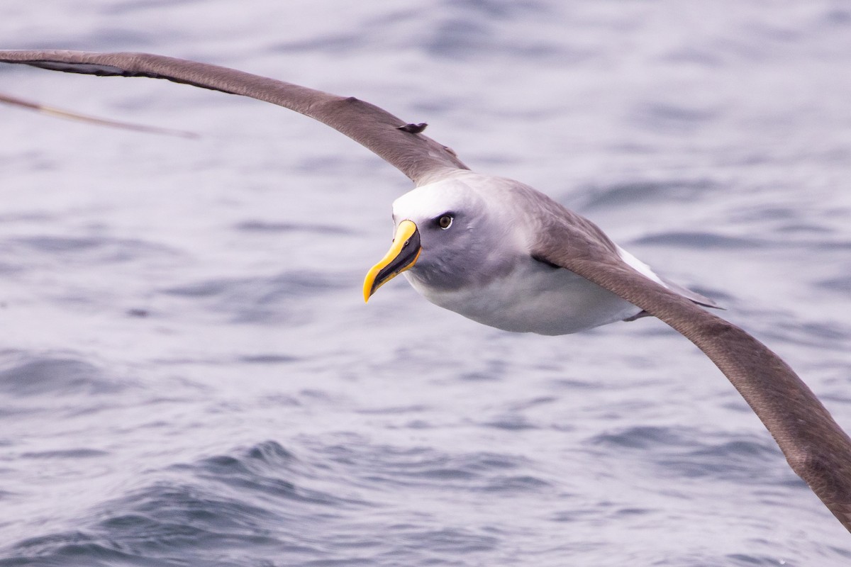 Buller's Albatross - ML645617681