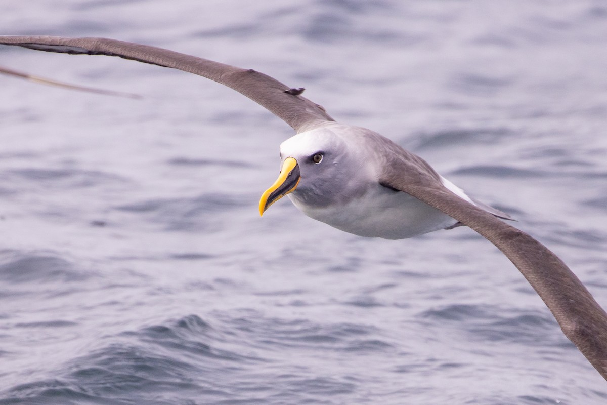 Buller's Albatross - ML645617682