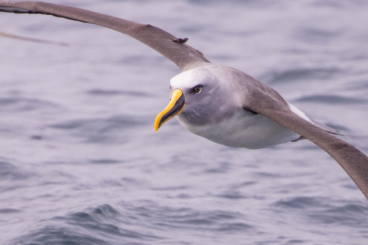 Buller's Albatross - ML645617684