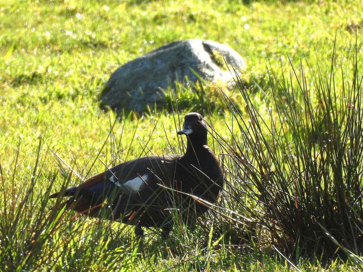 Tarro Maorí - ML645617687