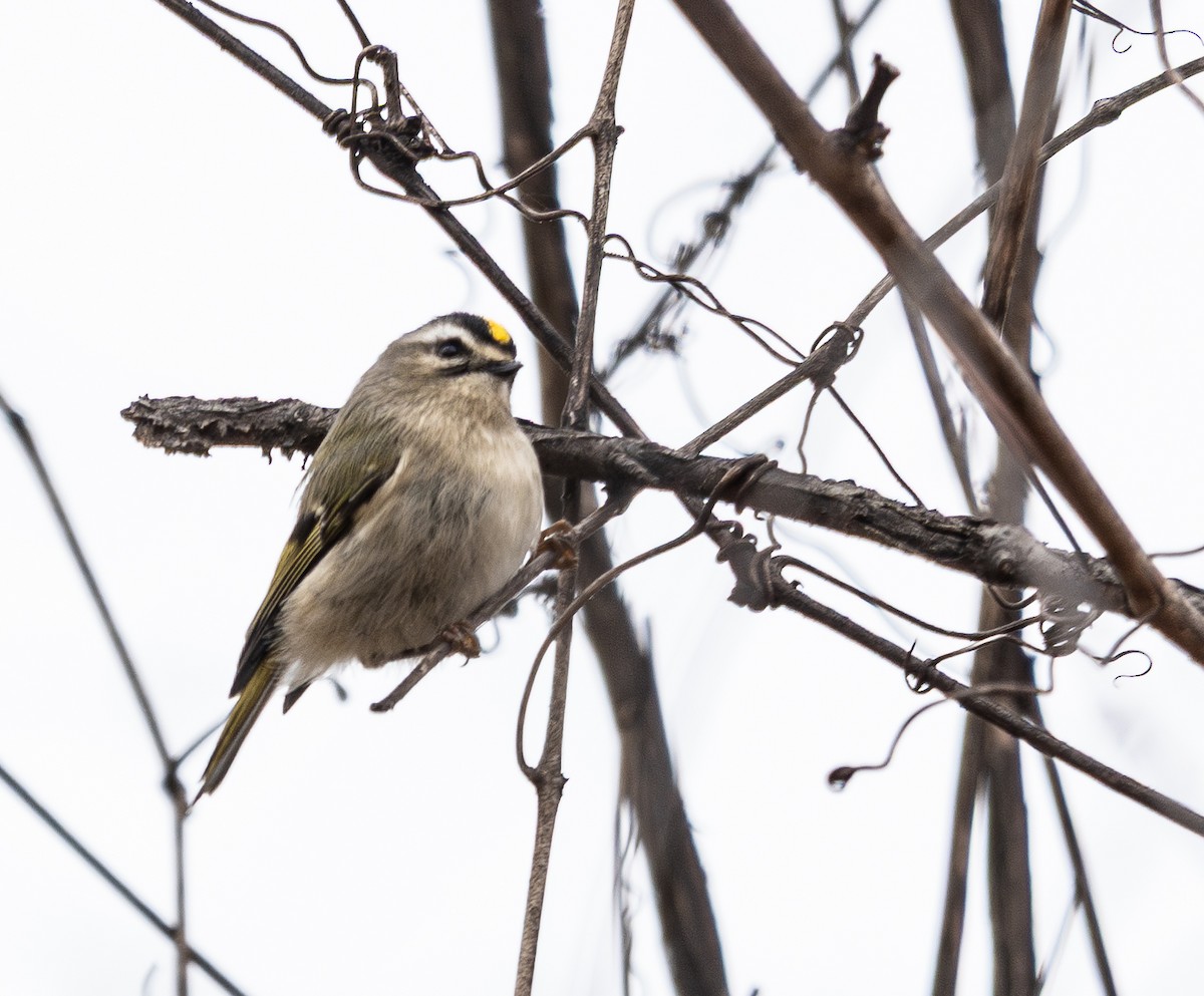 králíček zlatohlavý - ML645617691