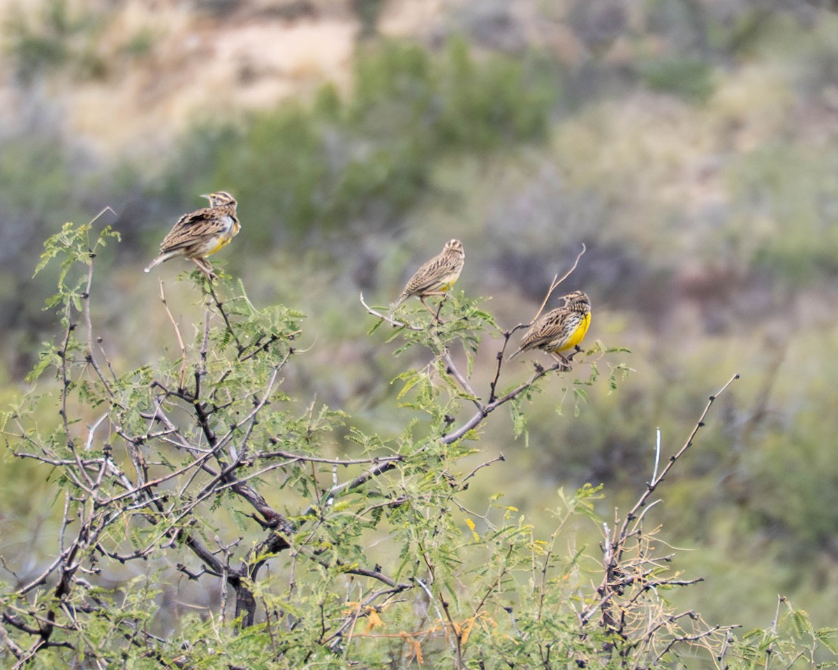 Western Meadowlark - ML645617695
