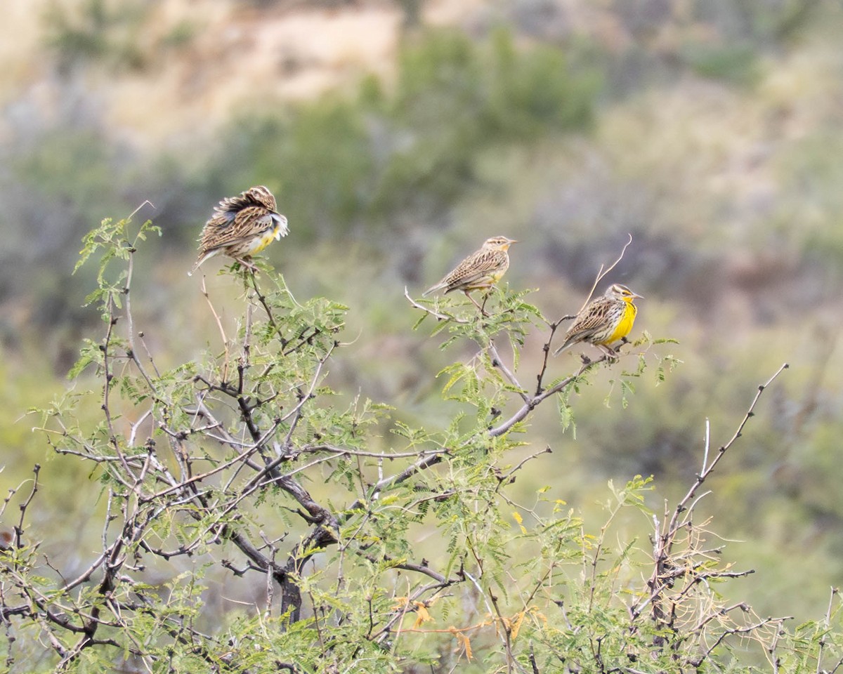 Western Meadowlark - ML645617696