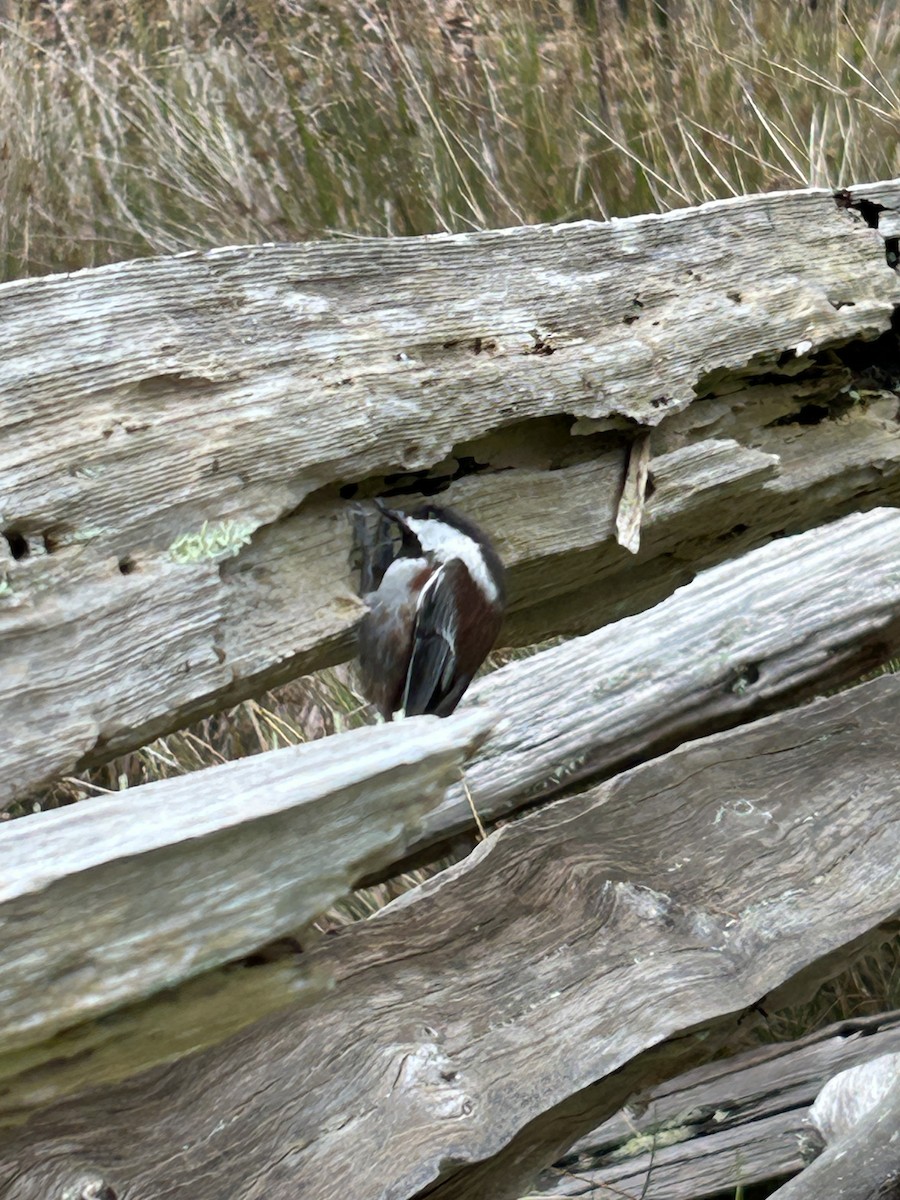 Chestnut-backed Chickadee - ML645617715