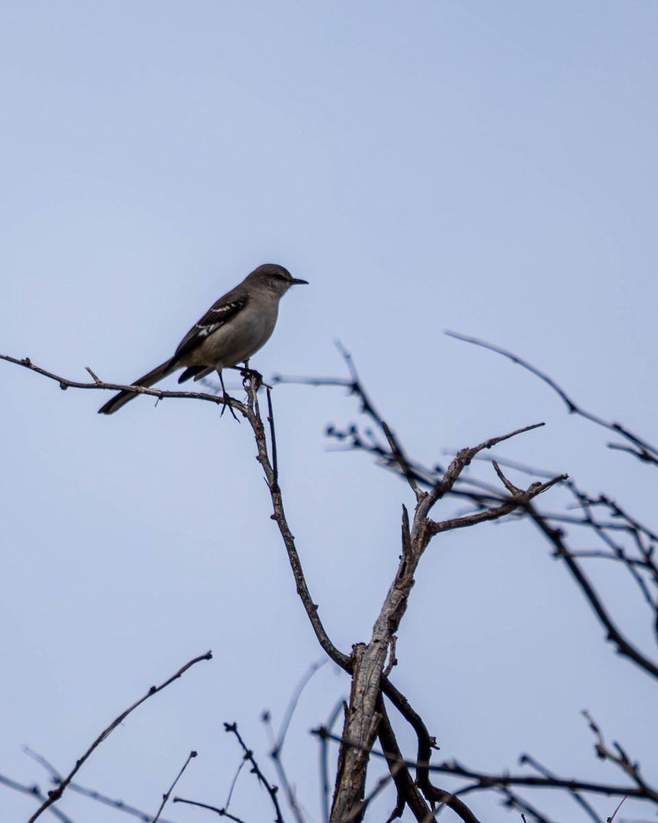 Northern Mockingbird - ML645617719