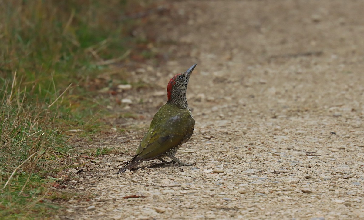 Eurasian Green Woodpecker - ML645617721