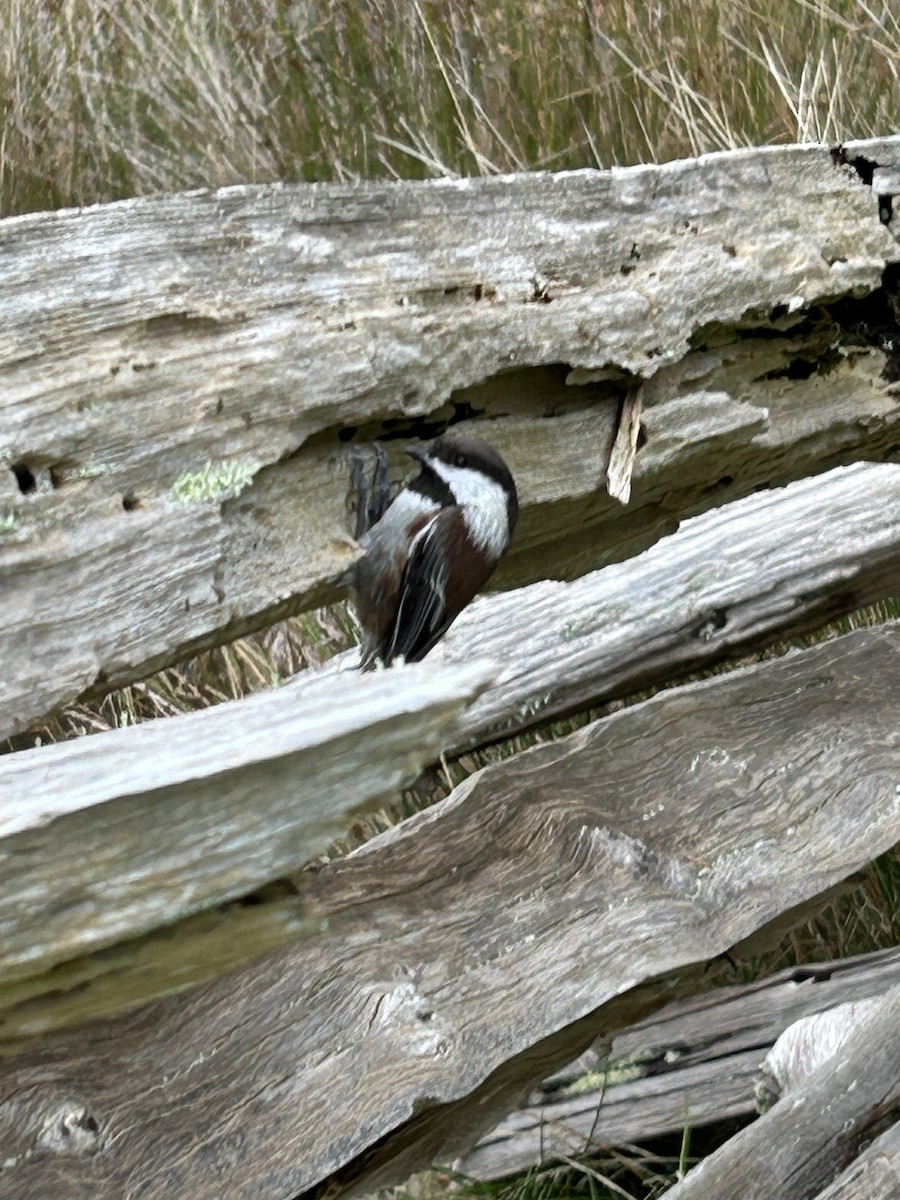 Chestnut-backed Chickadee - ML645617722