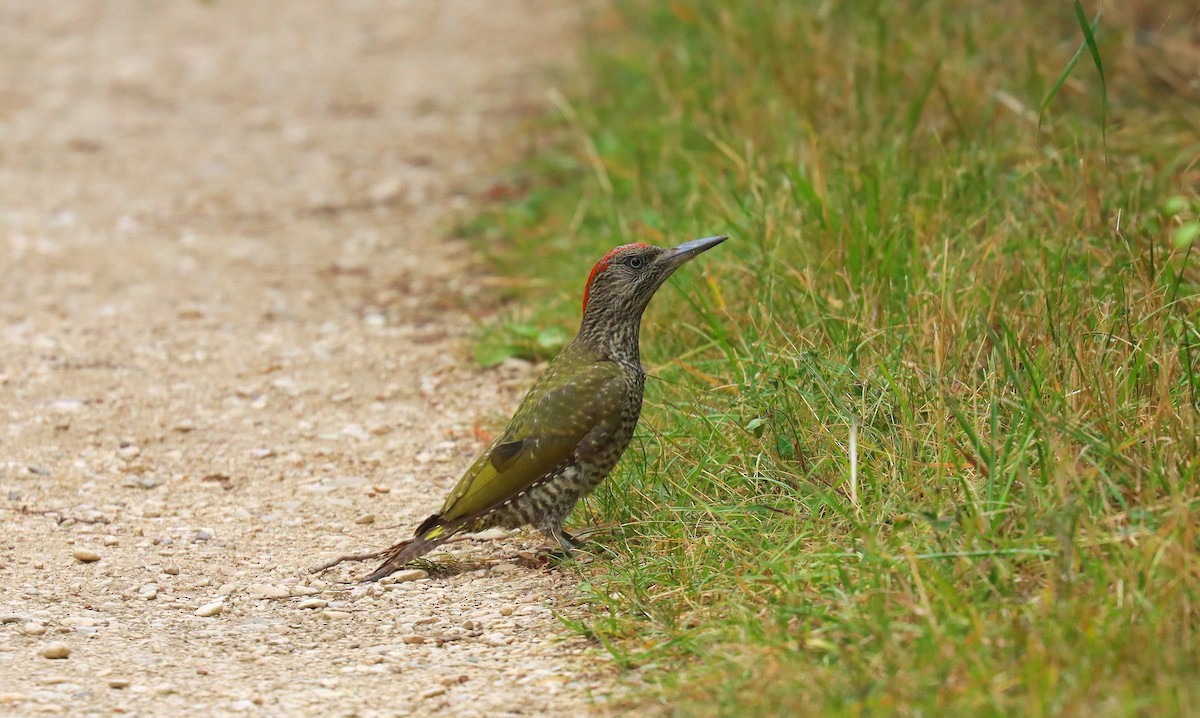 Eurasian Green Woodpecker - ML645617723