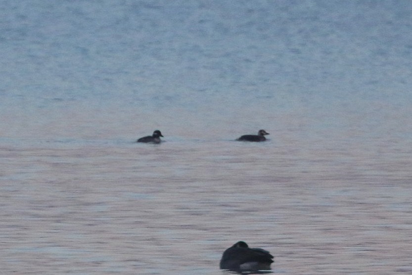 Long-tailed Duck - ML645617728
