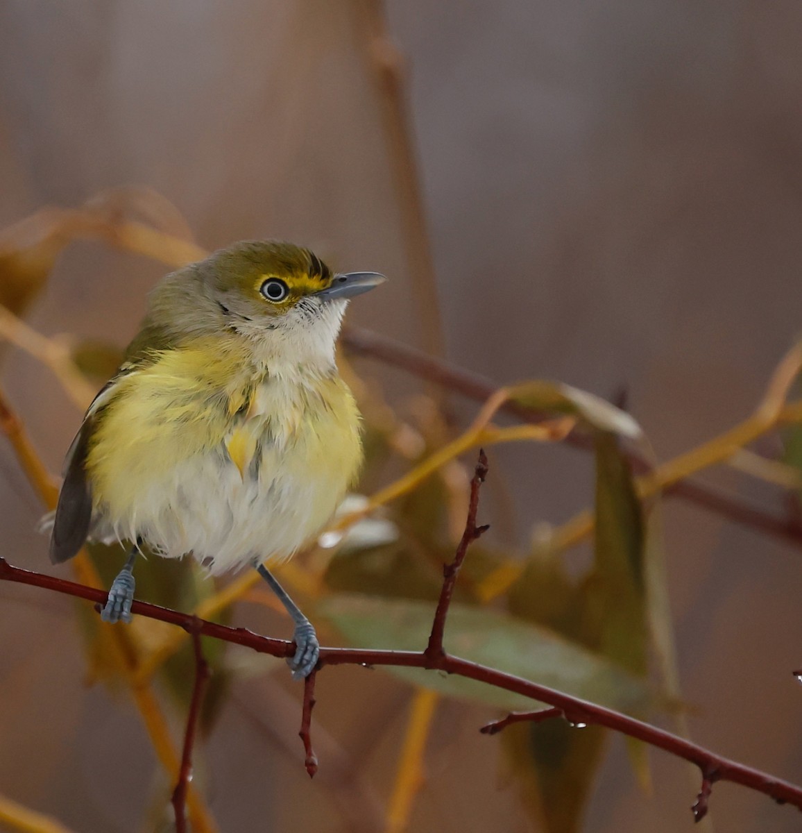 White-eyed Vireo - ML645617739