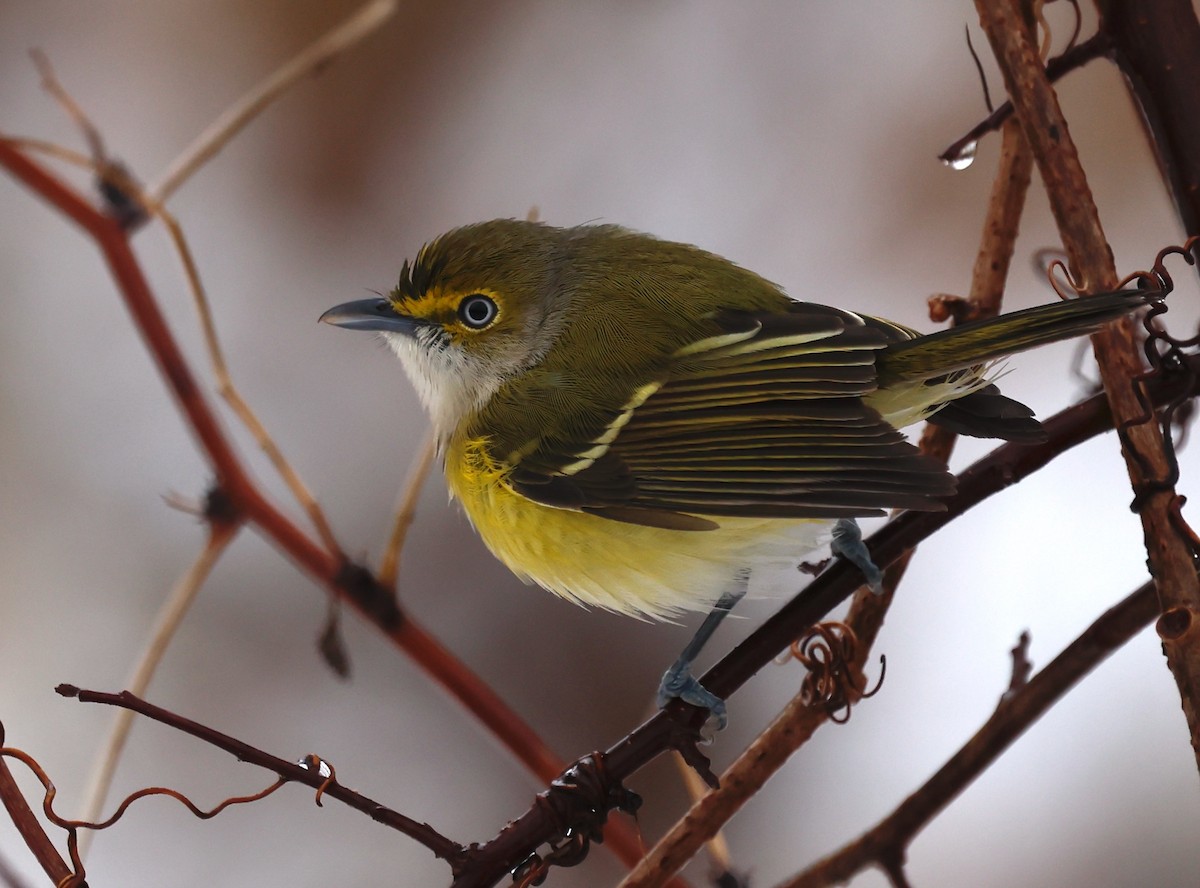 White-eyed Vireo - ML645617743