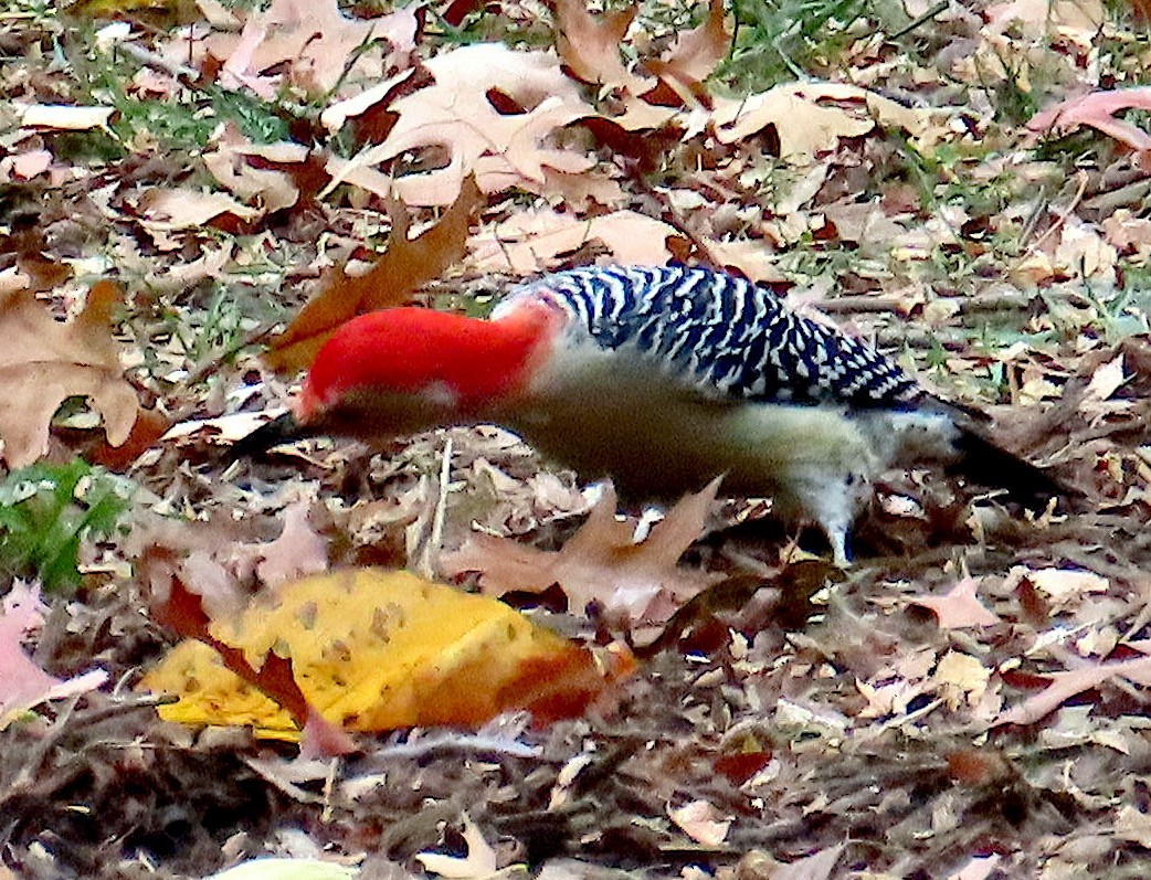 Red-bellied Woodpecker - ML645617766