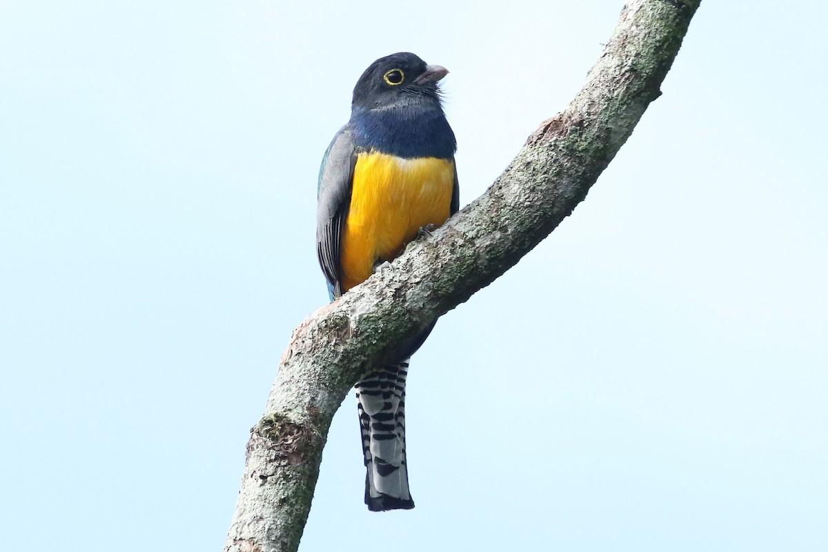 Gartered Violaceous Trogon - ML645617774