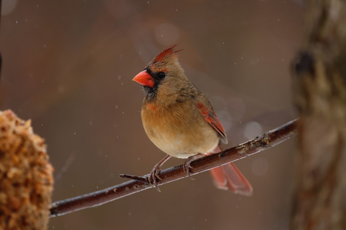 Northern Cardinal - ML645617777