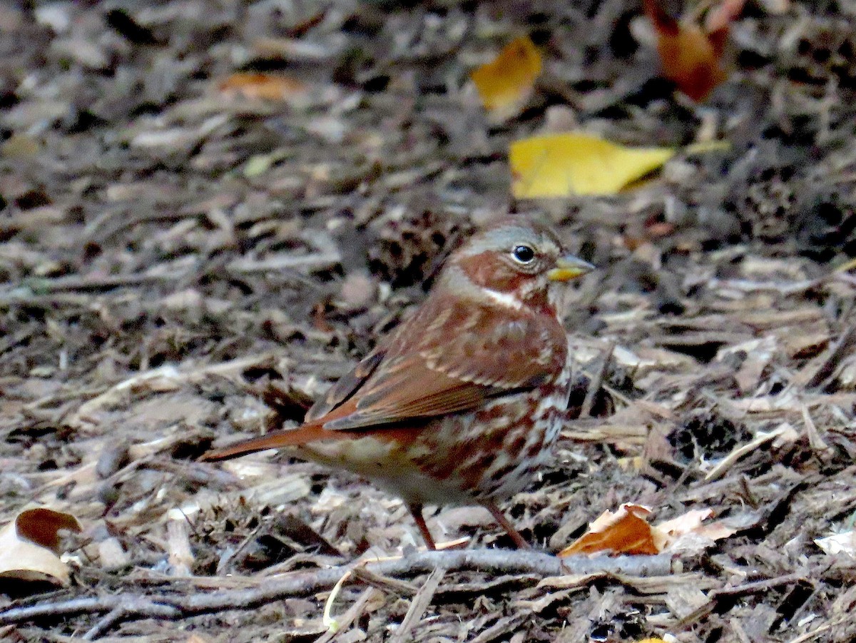 Fox Sparrow - ML645617784