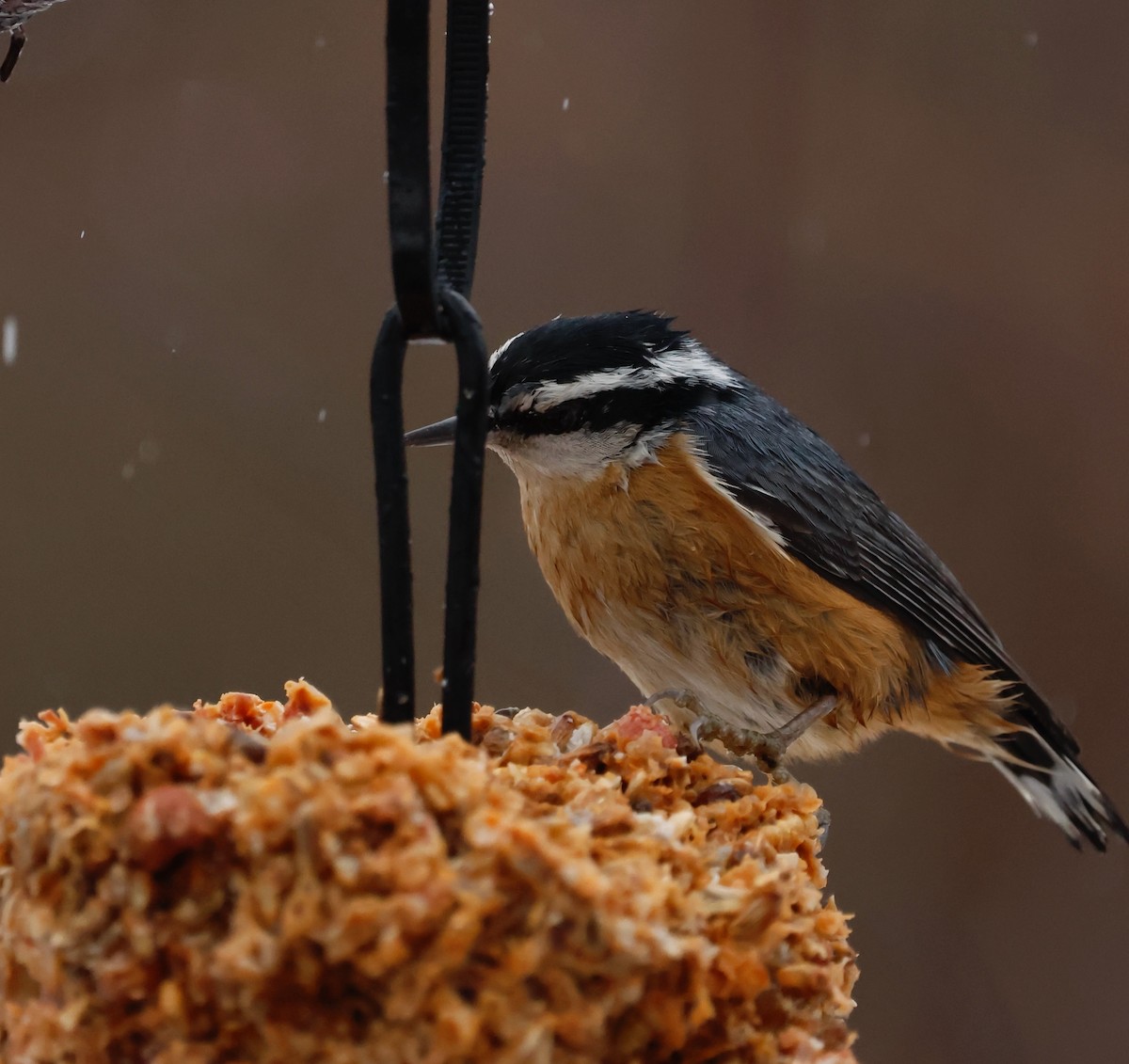 Red-breasted Nuthatch - ML645617790