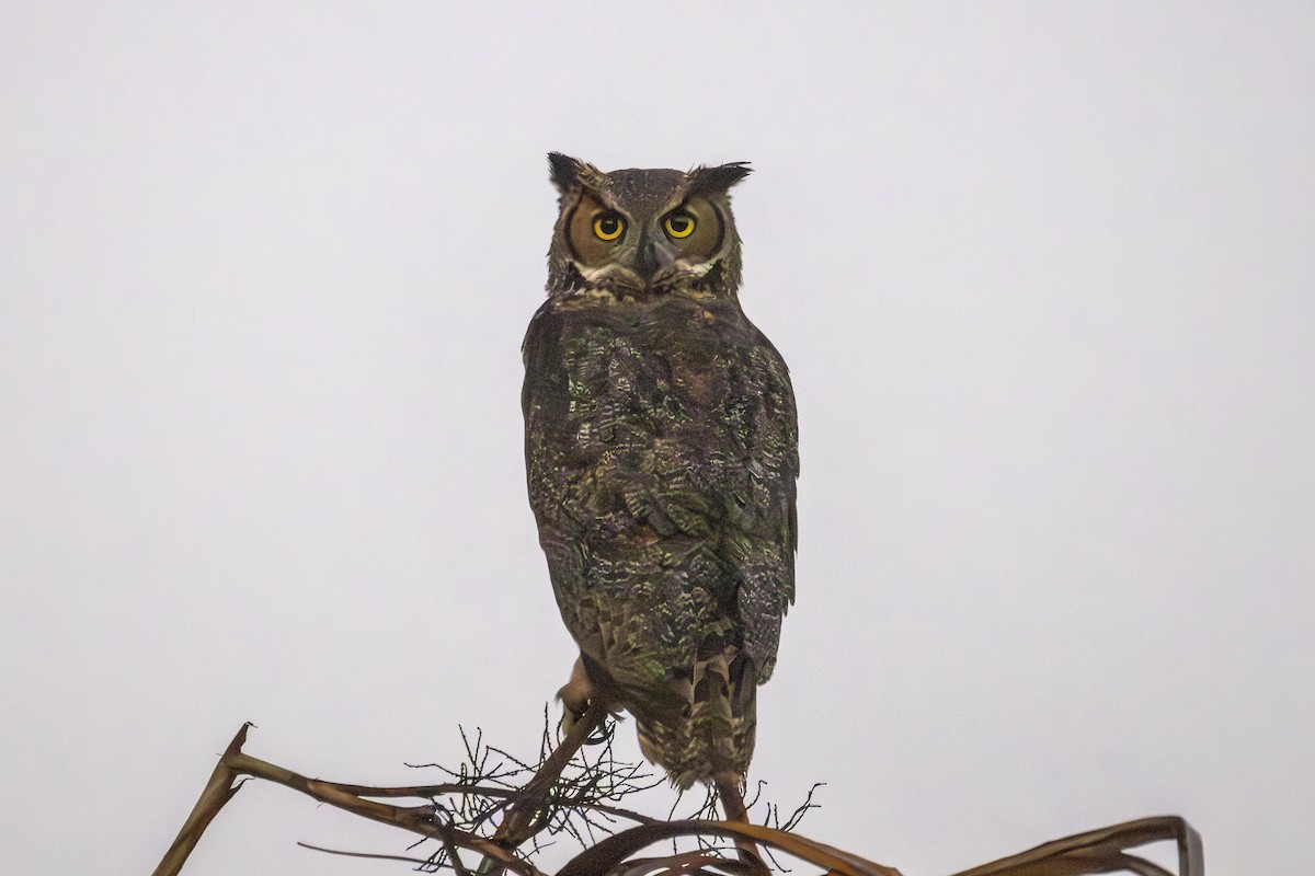 Great Horned Owl - ML645617792