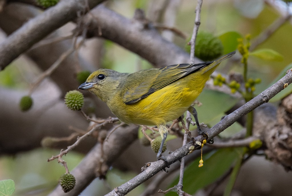 Scrub Euphonia - ML645617804