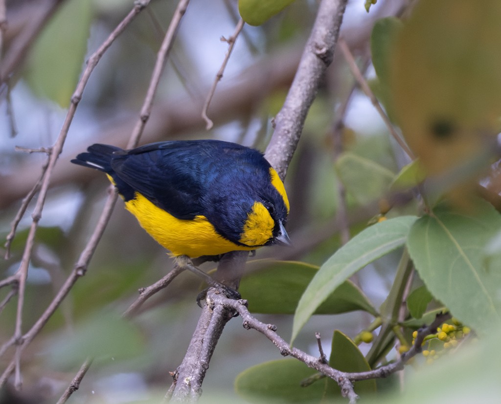 Scrub Euphonia - ML645617805